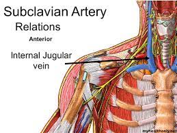 Let S Know What Is The Function Of Subclavian Artery My Health Only