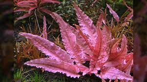 Flamingo is a relatively new and rare aquarium plant in the hobby. How To Grow Cryptocoryne Flamingo The 2hr Aquarist