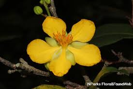 Image result for Ochna kirkii