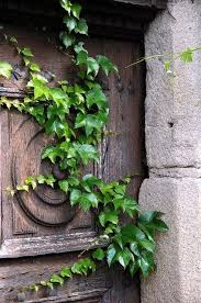 Pin Von Coschi Auf A Cottage On Green Ivy Lane Marchen Garten Garten Efeu