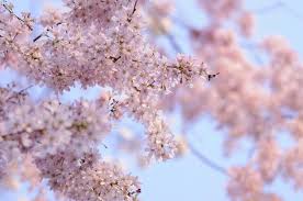 Image result for Prunus