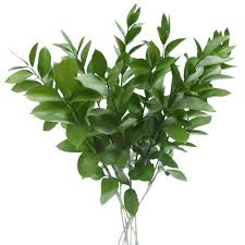 We did not find results for: Amazon Com Globalrose 60 Stems Of Ruscus Leaves Fresh Flowers For Delivery Grocery Gourmet Food