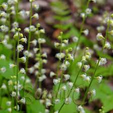 Image result for Xyris capnoides