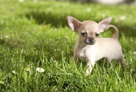 16 Dogs That Stay Small Yorkie Chihuahua And More The stuffable kong puppy is even more enticing when. dogs that stay small yorkie chihuahua