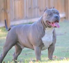 Pin By Big Mommas Bullies On Xl American Bullies American Pitbull Terrier Pitbull Terrier Big Dogs