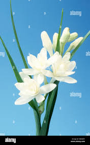 Image result for Polianthes tuberosa