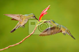 Brosche modeschmuck vogel kolibri silber messing mehrfarbig neu. Vogel Mit Zwei Kolibri Mit Rosa Blume Kolibris Die Nahe Bei Leinwandbilder Bilder Indie Costa Flattern Myloview De