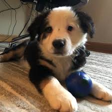 Check spelling or type a new query. Is Australian Shepherd Great Pyrenees Mix A Great Guard Dog Your Dogs World