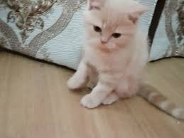 Show Kalite Scottish Fold Kedi Satis
