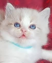 · please do not be fooled by kitten scams! Ragdoll Breeder In Florida Compass Ragdolls