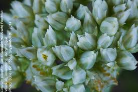 Image result for Limeum sulcatum