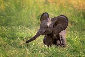 These Photos Will Make You Fall Completely In Love With Elephants Cute Baby Elephant Baby Elephant Elephant Facts