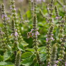 Image result for Ocimum angustifolium