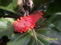 Kamu tinggal menyesuaikan dengan warna. 30 Tanaman Hias Bunga Terindah Yang Mempercantik Rumahmu Bibit Online