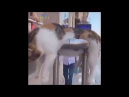 Funny Animal Videos Whatsapp Status Lazy Dog And Cat Youtube
