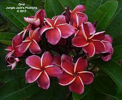 Pin On Plumeria For 2013