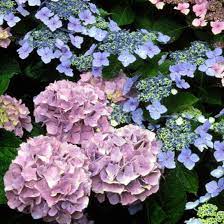 How To Choose And Care For The Most Colorful Hydrangeas Plants Hydrangea Garden Shrubs