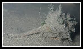 Image result for Micractis bojeri