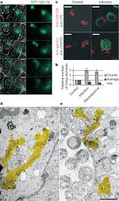 Chlamydia Trachomatis Infection Triggers Breakdown Of Golgi Apparatus Download Scientific Diagram