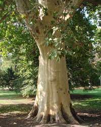 Platan is a brand of beer produced since 1598 in the czech town of protivín, south bohemia. Platan Na Kampe Praha Mala Strana Botany Cz