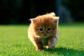 แมวเหม ยว แมวน าร ก แมว เพลง