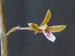 Image result for Eulophia ovalis