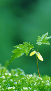 Here is a little information about nokia: Early Spring Iphone 6 Wallpaper Hd Is The Best High Resolution Phone Wallpaper In 2020 Download All Beautiful Wallpaper Hd Rain Wallpapers Hd Cool Wallpapers