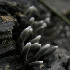 Image result for Xylaria polymorpha