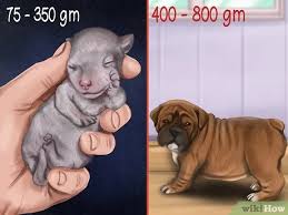 One thing every french bulldog puppy has in common is its cuddly, warm nature. 3 Ways To Check The Weight Of Newborn Puppies Wikihow