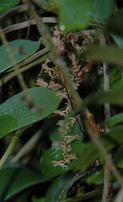 Image result for Diaphananthe