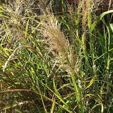 Image result for Nesaea rautanenii