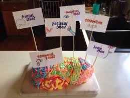 The Final Product A Brain Cake Featuring The Four Lobes Cerebellum And Brain Stem Brain Models Brain Craft Medical Projects