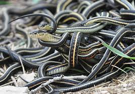 Check out our green snake garter selection for the very best in unique or custom, handmade pieces from our shops. Garter Snake Wikiwand