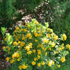 Image result for Cestrum