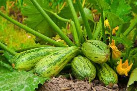 We did not find results for: How To Grow Summer Squash Urban Gardening Ideas