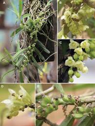 Image result for Xymalos monospora