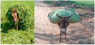 Animalgalleries.org provides pictures of animals big and small. Animals Free Full Text Quantifying The Impact Of Mounted Load Carrying On Equids A Review