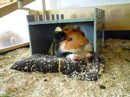 Pin On Guinea Pigs