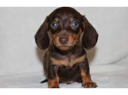 Affectionate pure dachshund puppies available.he looks better than photos as it is difficult to take photos for a moving dog. Healthy Well Trained Miniature Dachshund Puppies For Free Adoption Animals Chicago Illinois Announcement 99198