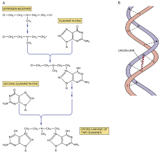 Image result for Alkylating Agent