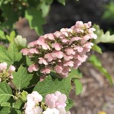 When it comes to planting this flower, you may think about the spacing. Hydrangea Gatsbys Pink Buy Hydrangea Oakleaf Shrubs Online