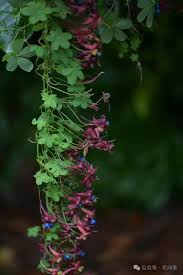 花卉科普】每天认识一种花— 块根旱金莲- 关注森林