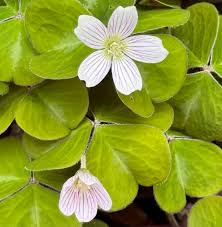 Image result for Oxalis oligotricha