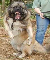 Russia's most brutal criminals are kept in black dolphin prison. 15 Russian Dog Ideas Caucasian Mountain Dog Dog Breeds Russian Dogs