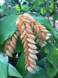 Image result for Flemingia