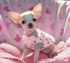 Pin De Cinnamon Hood En Whatever I Like Fotos De Perros Chihuahua Perrito Yorkie Perros Chiguagua