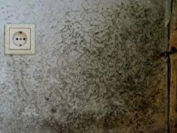 schimmelpilz in der wohnung bauexperte hausgutachter