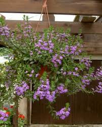 Image result for foto Vějířovka