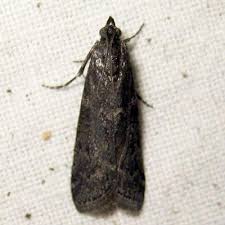 Image result for Pyla fusca