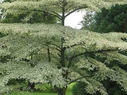 4 out of 5 stars. Pagoda Dogwood Cornus Alternifolia Argentea In The Dogwoods Database Garden Org